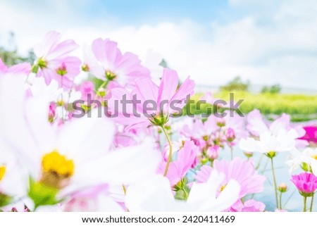 Pink cosmos flowers field on blue sky background, cosmos flower in fresh morning and cloudy sky, flowers image,Beautiful summer landscape.