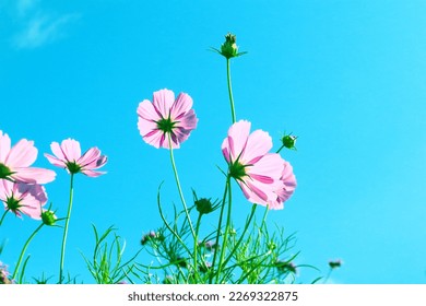 Pink cosmos flowers full blooming on cosmos plants in flowers with blue sky. - Powered by Shutterstock