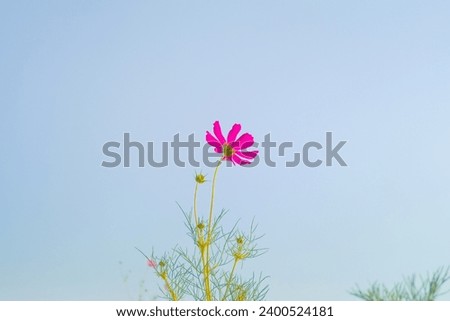 Similar – Image, Stock Photo flowery airfield Runway