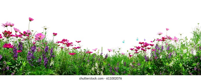 Pink Cosmos Flowers On White Background Stock Photo (Edit Now) 611002076