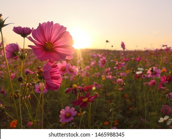The Pink Cosmos Flowers At The West Will Fall.