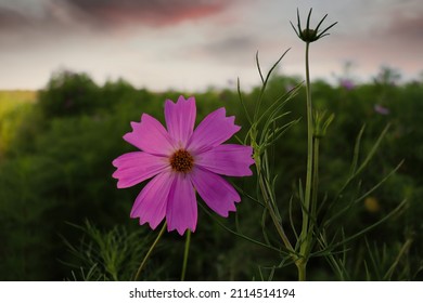 Pink Cosmos Ideal Gift For Your Partner On Valentines Day.