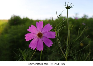 Pink Cosmos Ideal Gift For Your Partner On Valentines Day.