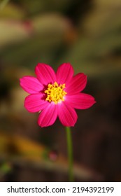 The Pink Cosmos, Mexican Aster