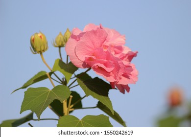 Cotton Rose Images Stock Photos Vectors Shutterstock