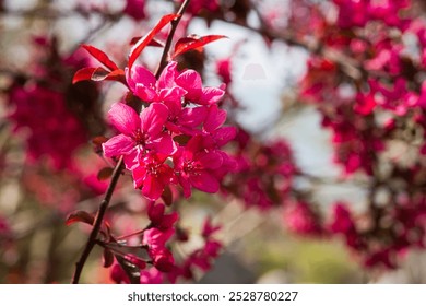 Pink crab apple sunlight. Bright spring blooming background. Spring flowering of apple orchards. Bright pink flowers close-up on a blurry green background. Copy space. Spring banner postcard. March 8 - Powered by Shutterstock