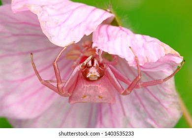 Pink Crab Spider On Flower