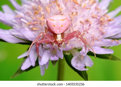 Pink Crab Spider On Flower