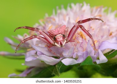 Pink Crab Spider On Flower