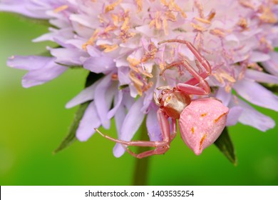 Pink Crab Spider On Flower