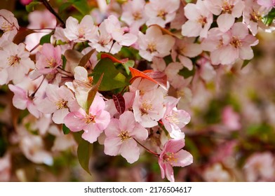 Pink Crabapple Blossoms In Spring.