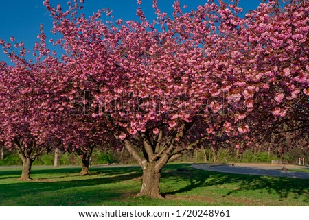 pink crabapple tree bloom in April