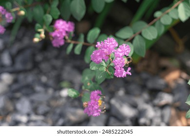pink crape myrtle flowers and green leaves - Powered by Shutterstock