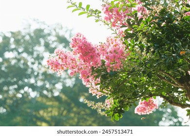 pink crape myrtle in full blooming - Powered by Shutterstock