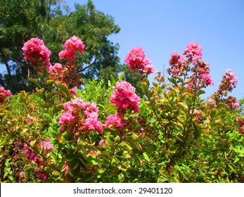 Pink Crepe Myrtle Flowers