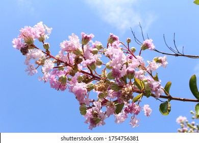 Pink "Crepe Myrtle" flowers (or Crepeflower, Crape Myrtle) and buds in Innsbruck, Austria. Its Latin name is Lagerstroemia Indica, native to China, Korea and Japan.
