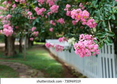 Pink Crepe Myrtles along a picket fence on a summer day in a small town.