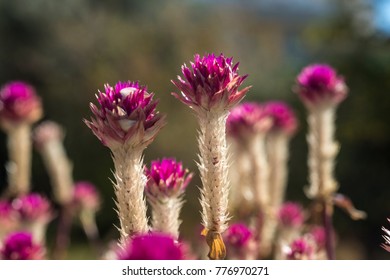 Pink Crimson Clover