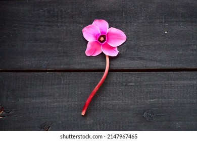 Pink cyclamen flower on black shabby wooden background. One flower with five petals, Stem without leaves. Copy space. Beautiful floral card with cyclamen. Rustic pastoral style, french provence