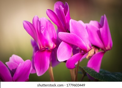 pink cyclamen flower on blurred green background - Powered by Shutterstock