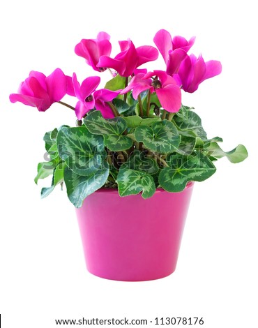 Pink cyclamen in a flower pot  isolated on a white background