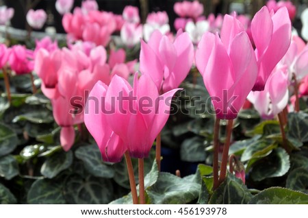 Pink Cyclamen flowers blossom. Nature background. No people. Copy space