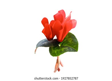 Pink cyclamen flowers and green leaves on white background. - Powered by Shutterstock