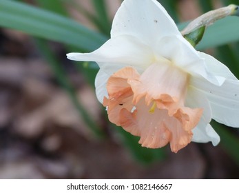 Pink Daffodil, Variety Is Salome