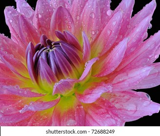 Pink Dahlia (Asteraceae) - Macro Image - Powered by Shutterstock