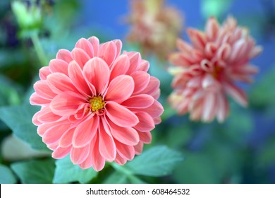 Pink Dahlia Blooming In The Summer Garden