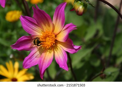 Pink Dahlia Flower With Bee And Green Foliage Behind, Taken In A Garden In Worcestershire, UK