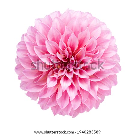Pink Dahlia flower blooming branches  on isolated white background.Floral object clipping path.