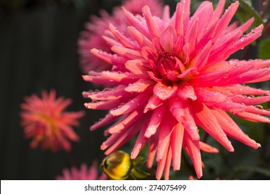 Pink Dahlia Flower With Water Drops In The Morning Sun