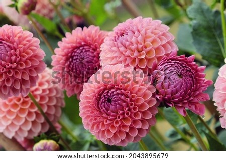   Pink Dahlia 'Jowey Winnie'' in flower