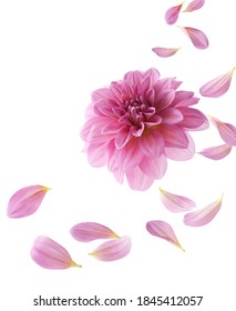 pink dahlia with its petals flying isolated on white