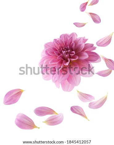 pink dahlia with its petals flying isolated on white