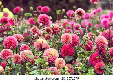 Pink Dahlia 'Polventon Kristobel' in flower