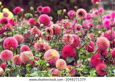 Pink Dahlia 'Polventon Kristobel' in flower