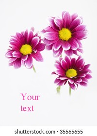 Pink daisies with copy-space