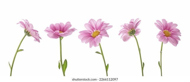 pink daisies on a white isolated background - Shutterstock ID 2266112097