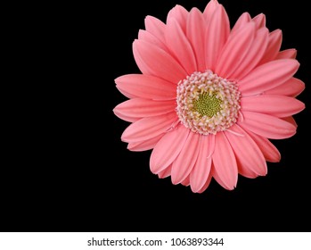 Pink Daisy Black Background Stock Photo 1063893344 | Shutterstock