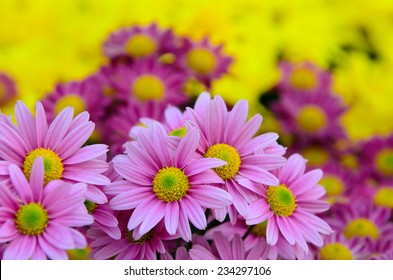 Pink daisy with colorful background.