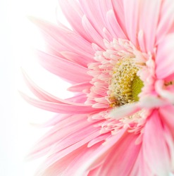 Protea Flower Close Up On Pink Background. South African Light Pink 