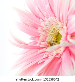 Pink Daisy Flower