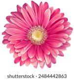 Pink  daisy flower  isolated on  a white background. No shadows with clipping path. Close-up. Nature.