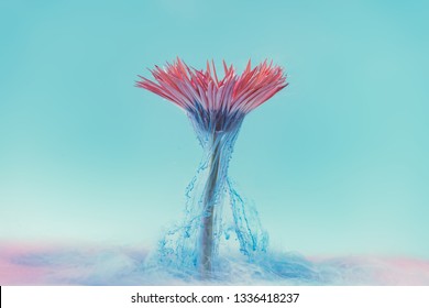 Pink Daisy Flower With Pastel Blue Ink. Creative Abstract Spring Nature. Summer Bloom Concept.