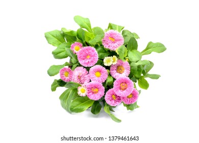 pink Daisy flowers (Bellis perennis) in flowerpot at white isolated background. top view