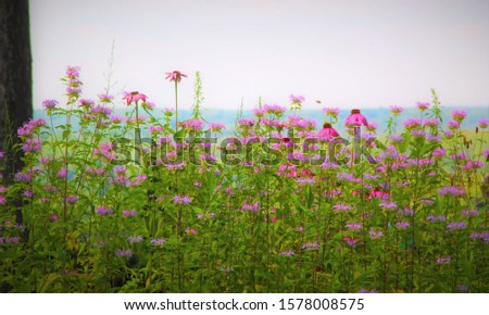 Similar – Hallig Gröde | Beach lilacs in the evening light