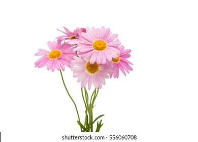 Pink Daisy Isolated On A White Background