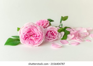Pink Damask rose buds.Ingredients for natural cosmetics, oils and jams.Isolated on white background.
